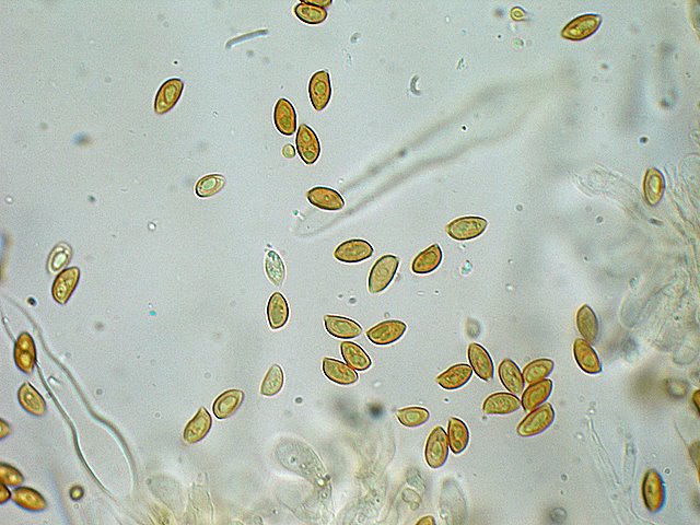 Galerina spec. Cod.: DSCN 9473